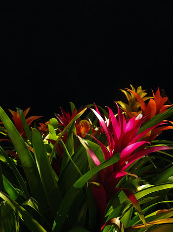 Flowers, Leaves, Flower, Bloom, Flowering, Guzmania HD phone wallpaper