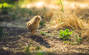 Cute Chicks, chicks, animals, birds HD wallpaper