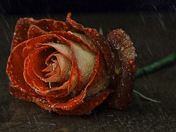 red rose in the rain, rose, rain, water, red HD wallpaper