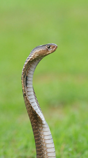 Snake, King Kobra HD phone wallpaper