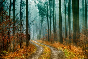 A scenic misty forest path with autumn leaves and tall trees, ideal for travel inspiration. HD wallpaper