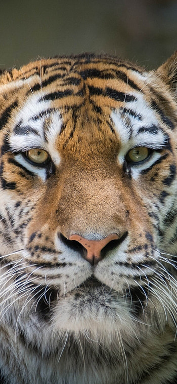 Stunning tiger, Exquisite XS , Stunning , Impressive backgrounds HD phone wallpaper