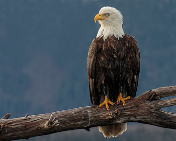 Beak, Eagle, Animals, Bird, Predator, Sight, Opinion HD wallpaper