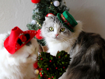GENTLE COUPLE, christmas, cats, cat, hat, tree HD wallpaper
