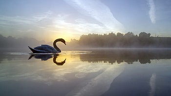 Swan Lake, swan, lake, animals HD wallpaper