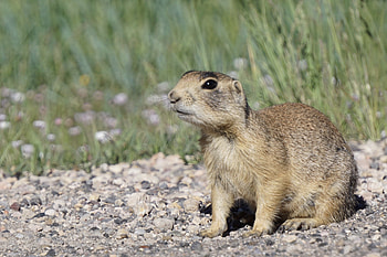 Utah Prairie Dog, Cynomys parvidens, Inaturalist NZ HD wallpaper
