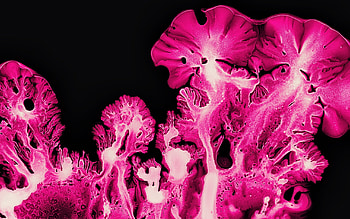 Pink coral, ink art, pattern, macro HD wallpaper