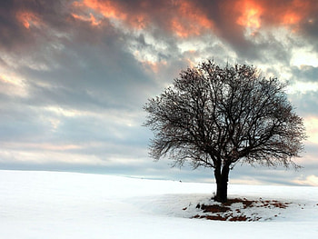 Sunset over Lone Tree in Winter, winter, landscapes, sunsets, snow, trees, nature HD wallpaper
