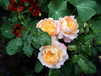 Flowers, Roses, Drops, Bush, Greens, Freshness HD wallpaper