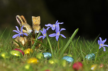 Holidays, Flowers, Grass, Eggs, Easter, Chocolate Bunnies, Chocolate Hares HD wallpaper