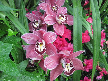we rebirth in Spring 07 Orchids, Green, graphy, Flowers, garden, Orchids, Purple HD wallpaper