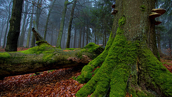 TREE WITH MOSS, , with moss, the forest, tree in HD wallpaper