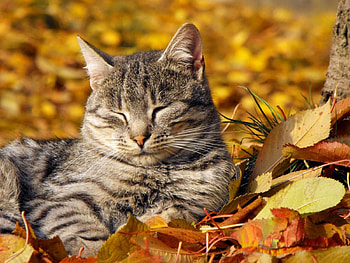 In the sun, soare, motan, moale, cald HD wallpaper