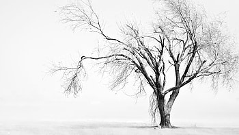 Sad tree, old, white, haunted, branches, autumn, tree HD wallpaper