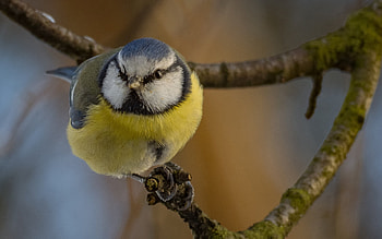 Titmouse, animal, bird, tree HD wallpaper