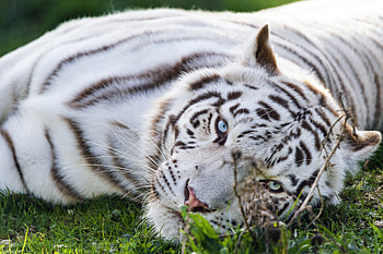 White Tiger Majesty — Ultra, Animal, white tiger HD wallpaper