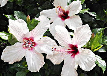 Flowers, Close-Up, Bloom, Flowering, Greens, Stamens, Hibiscus HD wallpaper