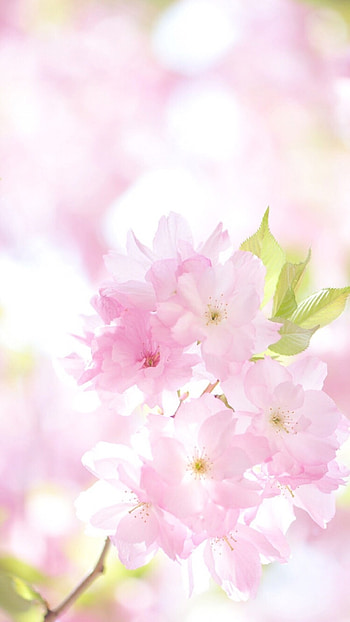 Spring Background, Pink, Flower HD phone wallpaper