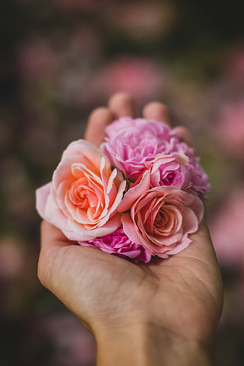 Close-up of delicate pink roses held in a hand, showcasing beauty and tenderness. HD phone wallpaper