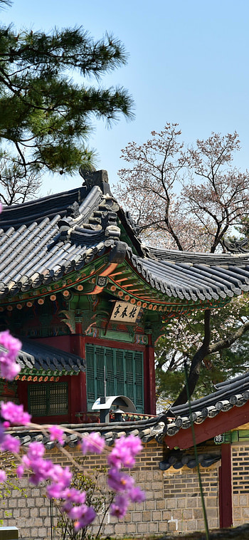 Purple flowers, Traditional buildings, Korean architecture HD phone wallpaper