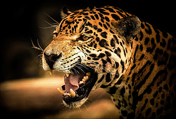 Animals, Leopard, Grin, Muzzle, Sight, Opinion HD wallpaper