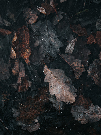 Leaf, autumn, gray-orange, dry HD phone wallpaper