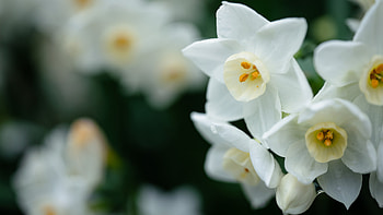 Daffodils, White, Flowers, Spring, Drops HD wallpaper