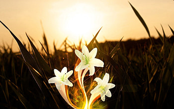 Abstract, Flowers, Shine, Light, Field HD wallpaper