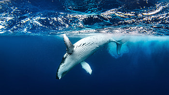 Majestic Humpback Whale in Stunning, Animal, humpback whale HD wallpaper