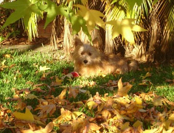 louie, cross between a jack russell, silky terrier HD wallpaper