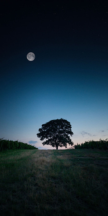 Landscape, tree, evening . Nature , homescreen , earth, Earth 6 HD phone wallpaper