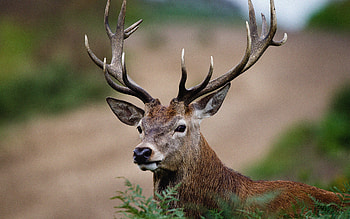 Zombie deer disease, Texas' fight against, Intensive efforts, Texas Monthly HD wallpaper