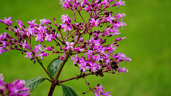 Flowers, Flower, Branch, Bee, Pollination HD wallpaper