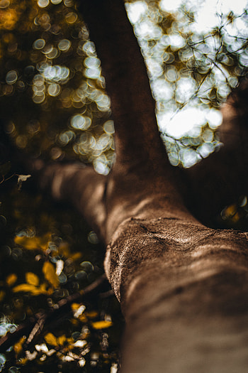 Macro, Wood, Tree, Blur, Smooth, Bark, Trunk HD phone wallpaper