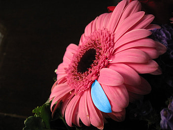 be_different, blue, 3d, red, flower HD wallpaper