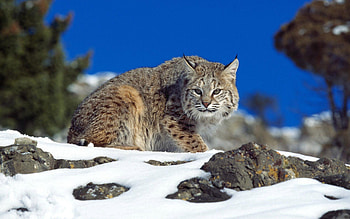 Animals, Stones, Sky, Snow, Iris, Danger HD wallpaper