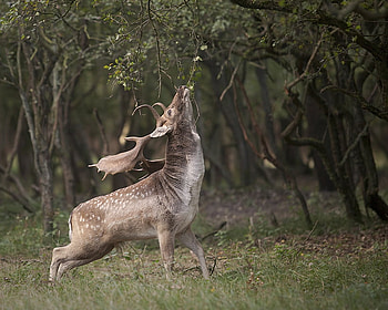SETTING MARKERS, brown, wildlife, antlers, stag, buck, forest HD wallpaper