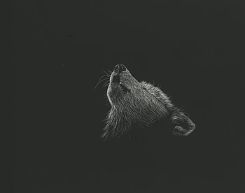 Art, Drawing, , Wolf, Bw, Chb, Howl HD wallpaper