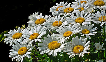 Spring, flowers, meadow, white daisy HD wallpaper