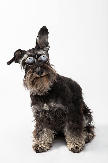 Animals, Dog, Pet, Glasses, Spectacles, Schnauzer HD phone wallpaper