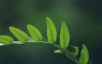 Grass, Leaves, Macro, Fern, Form HD wallpaper