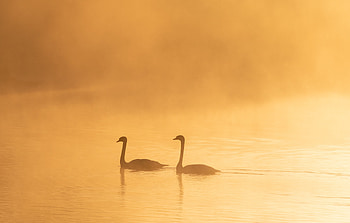 Animals, Birds, Twilight, Swans, Fog, Silhouettes, Dusk HD wallpaper