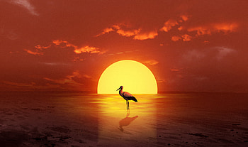 Flamingos Bird Silhouette At Sunset, flamingos, birds, bird, silhouette, sunset, artist, artwork, digital-art, ai HD wallpaper
