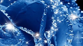 Frosty Blue Rose, blue, frost, firefox persona, stars, rose, wet, flower, sparkle, shine, dew HD wallpaper