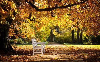 Nature, Autumn, Park, Foliage, Bench HD wallpaper