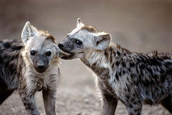 Animals, Predators, Couple, Pair, Hyenas HD wallpaper