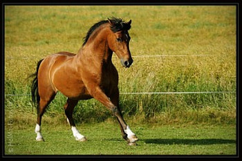 Mystic Bay, horses, spanish stallion, animals, bay, andalusian stallion HD wallpaper