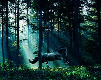 Glimpse, horses, friesian, black, forest HD wallpaper