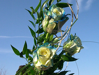 Roses, flowers HD wallpaper