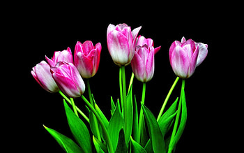 TULIPS, PETALS, LEAVES, COLORS, STEMS HD wallpaper